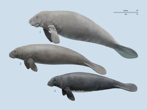 Handbook of the Mammals of the World no 4 -sea mammals -  (Lynx) 2019